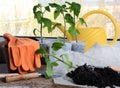 Replanting tomato seedlings on windowsill. Home gardening. Rake, shovel, gloves Royalty Free Stock Photo