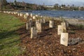 Replanting vegetation along the lake shore