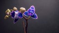 Replay Time lapse of blue Orchid flower blooming on dark grey background.