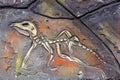 Replica of ancient Fossil organisms on stone wall of children`s paleantological museum. Dinosaur skeleton Royalty Free Stock Photo