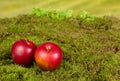 Replica apples on fairytale background