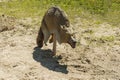 Replica of a coyote, installed by a beach on Lake Winnipesaukee to deter geese from the area Royalty Free Stock Photo