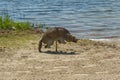 Replica of a coyote, installed by a beach on Lake Winnipesaukee to deter geese from the area Royalty Free Stock Photo