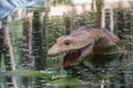 Replica of the dinosaur in Dino Park, Portugal, in real size