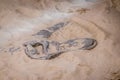 Replica dinosaur fossil on the sand ground Royalty Free Stock Photo