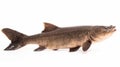 Catfish Sculpture Photography: Brown Fish On White Background