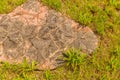 Replica of prehistoric fossilized plant life