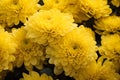Yellow chrysanthemum flowers background. Chrysanthemum grandifflora.generative ai.