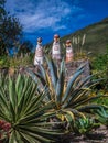 Mummy museum in the town of Leymebamba, Peru. Royalty Free Stock Photo