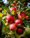 A report on the analysis of apples tree branch farms using hydroponic pronunciation in Arabic Royalty Free Stock Photo