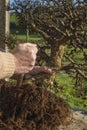 Repot bonsai, chinese elm  ulmus parviflora Royalty Free Stock Photo