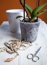 Repot orchid after cutting the rotten and dry roots