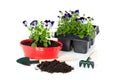 Repot violet blue pansy Royalty Free Stock Photo