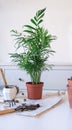 Repotting chamaedorea palm plant at home. Royalty Free Stock Photo