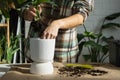 Repotting a home plant Philodendron Dragon Tail into a new pot in home interior. Caring for a potted plant, hands close-up