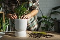 Repotting a home plant Philodendron Dragon Tail into a new pot in home interior. Caring for a potted plant, hands close-up