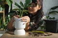 Repotting a home plant Philodendron Dragon Tail into a new pot in home interior. Caring for a potted plant, hands close-up