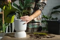 Repotting a home plant Philodendron Dragon Tail into a new pot in home interior. Caring for a potted plant, hands close-up