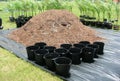 Repotting of Palms Royalty Free Stock Photo