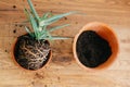 Repotting plant. aloe vera with roots in ground repot to bigger Royalty Free Stock Photo