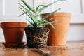 Repotting plant. aloe vera with roots in ground repot to bigger Royalty Free Stock Photo