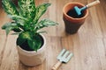Repotting plant concept. Dieffenbachia plant potted with new soil into new modern pot, and gardening stylish tools, and old clay