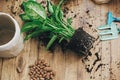 Repotting plant concept,flat lay. Dieffenbachia plant in soil with gardening stylish tools, ground ,drainage and clay pots on Royalty Free Stock Photo