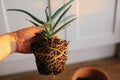 Repotting plant. hand holding aloe vera with roots in ground, re Royalty Free Stock Photo