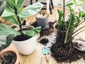 Repotting plants at home. Ficus Fiddle Leaf Fig tree and zamioculcas plants on floor with pots, roots, ground and gardening tools Royalty Free Stock Photo