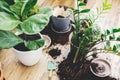 Repotting plants at home. Ficus Lyrata tree and zamioculcas plant on floor with roots, ground and gardening tools. Potting or