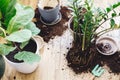 Repotting plants at home. Ficus Lyrata tree and zamioculcas plant on floor with roots, ground and gardening tools. Potting or