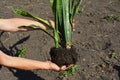 Repotting Snake Plant - How to transplant sansevieria houseplant. Woman hold in hands snake plant for repotting