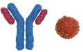 Monoclonal antibodies and coronavirus cell Royalty Free Stock Photo