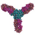Representation of a trimeric Ebola virus glycoprotein in complex with a neutralizing antibody