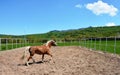 Representatives of beautiful breeds of horses on a farm. Royalty Free Stock Photo