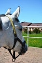 Representatives of beautiful breeds of horses on a farm. Royalty Free Stock Photo