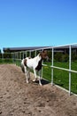 Representatives of beautiful breeds of horses on a farm. Royalty Free Stock Photo