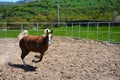 Representatives of beautiful breeds of horses on a farm. Royalty Free Stock Photo