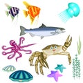 representatives of marine life:fish,crab,octopus,jellyfish,shells,seaweed and sea stars isolated on white background.