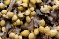 Reproduction bodies of a spiral wrack, Fucus spiralis