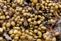 Reproduction bodies of a spiral wrack, Fucus spiralis