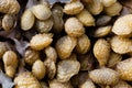 Reproduction bodies of a spiral wrack, Fucus spiralis