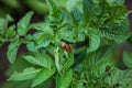 Reproduction of the Colorado potato beetle Royalty Free Stock Photo