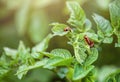 Reproduction of the Colorado potato beetle. Three Colorado beetle sitting on potato leaves. Royalty Free Stock Photo