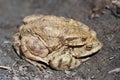 Reproduction of the frogs - mating of toads Royalty Free Stock Photo