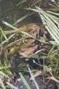 Reproduction of the frogs - mating of toads Royalty Free Stock Photo