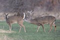 Reproduction Stage of Whitetail Deer