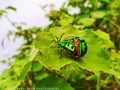 Reproduction time of insects Royalty Free Stock Photo