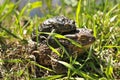 Reproduction of toads. Royalty Free Stock Photo