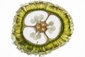 Reproductive cells of Flowering Plants under microscopic.